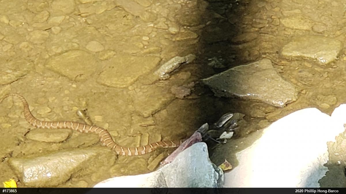 Northern Watersnake