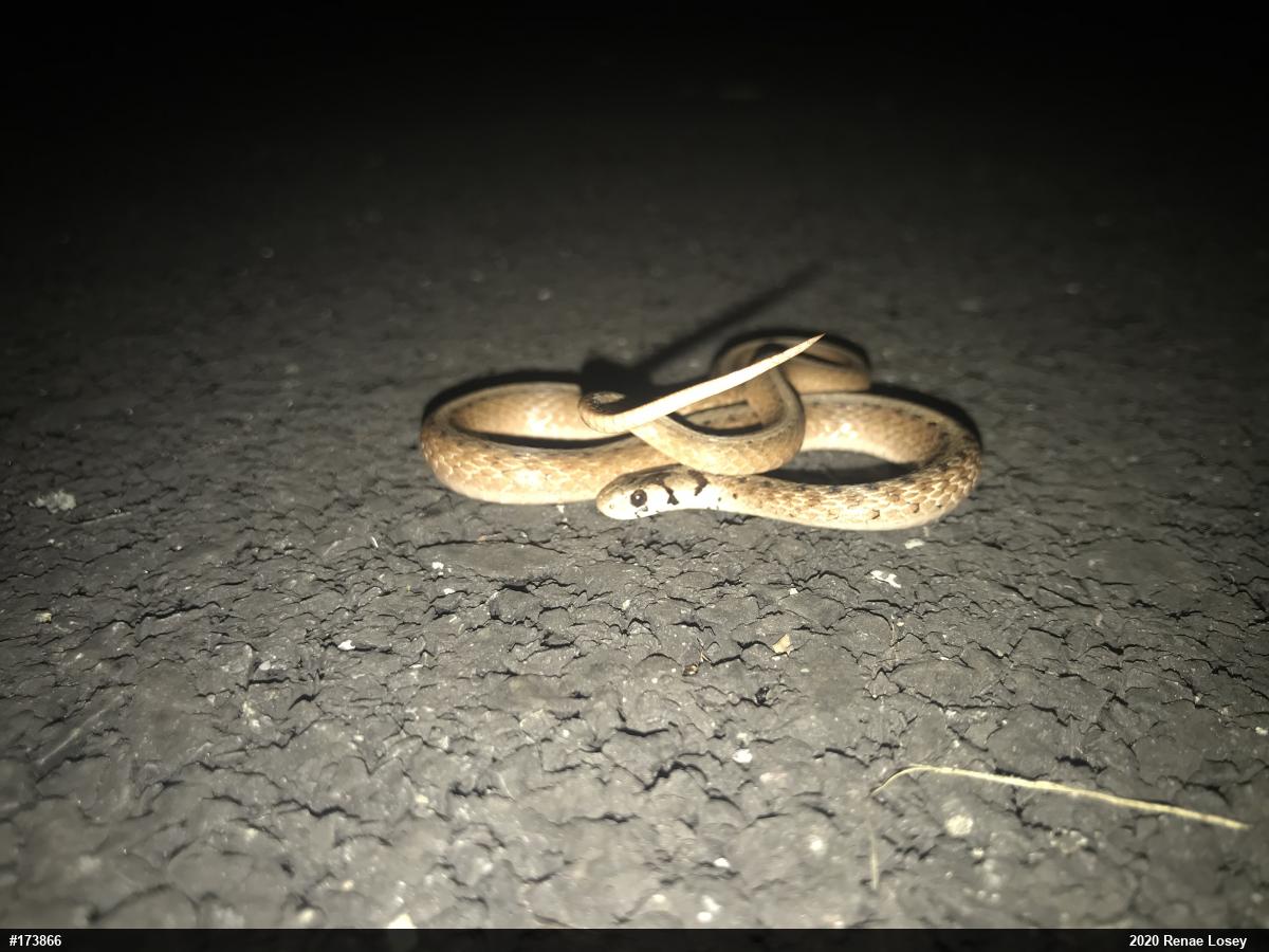 Dekay's Brownsnake