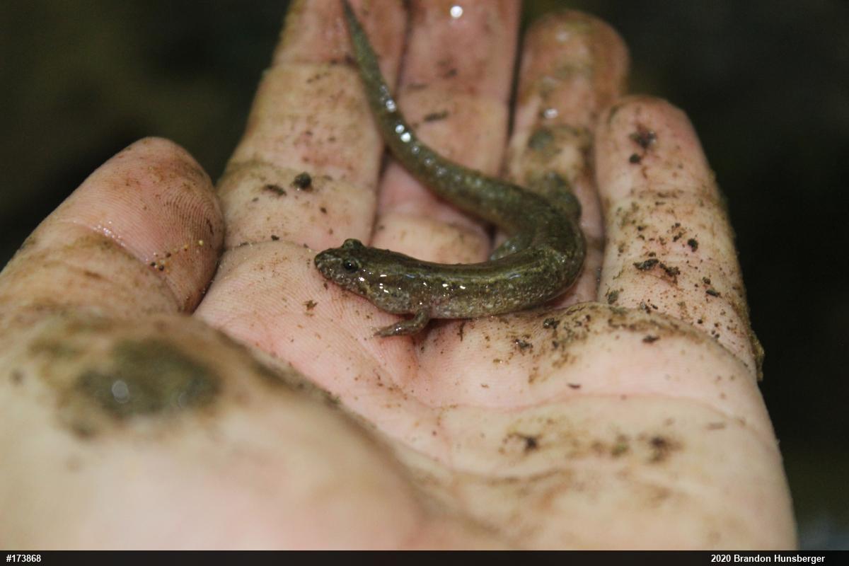 Northern Dusky Salamander