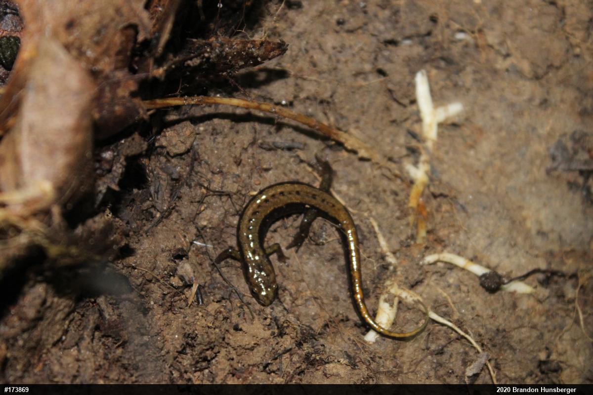 Allegheny Mountain Dusky Salamander