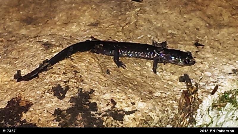 Wehrle's Salamander