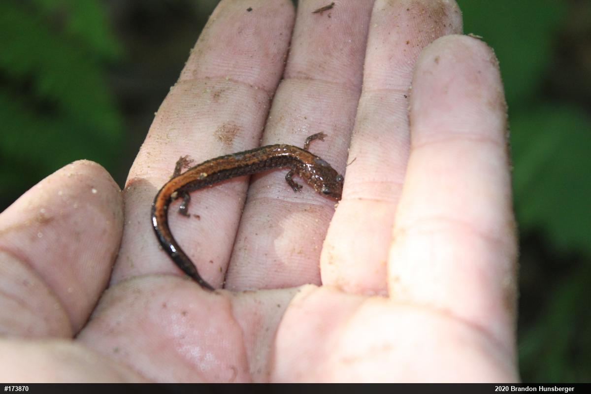 Eastern Red-backed  Salamander