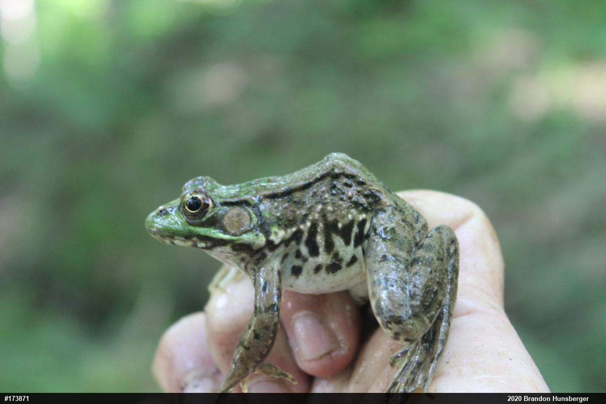 Green Frog