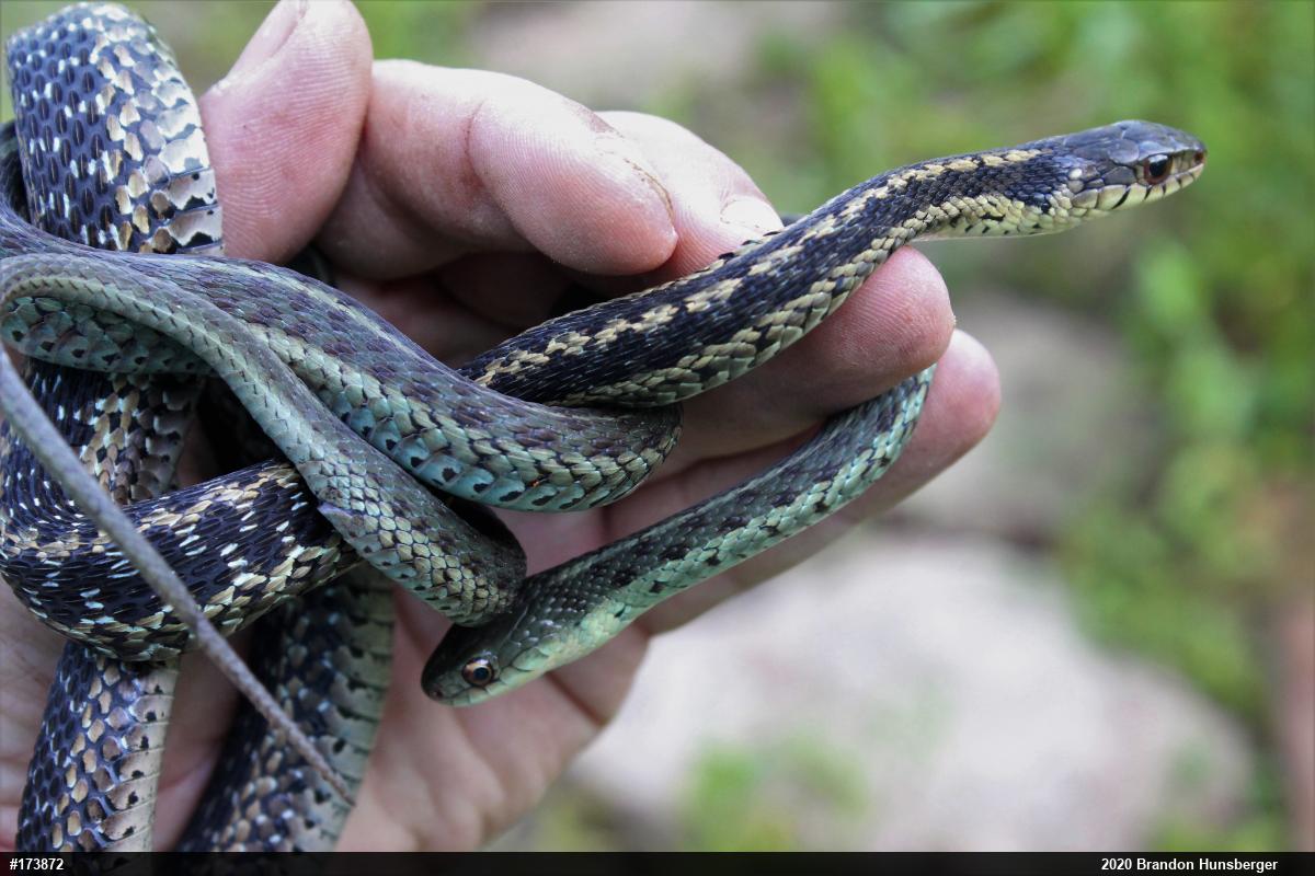 Eastern Gartersnake