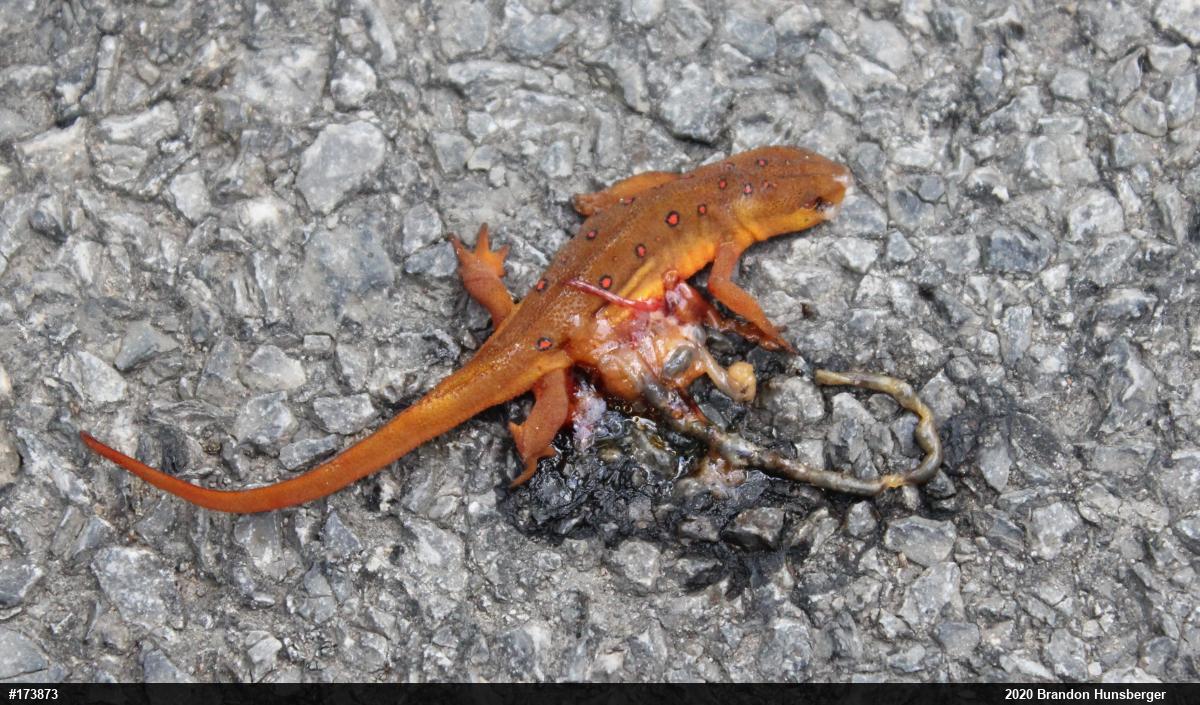 Red-spotted Newt