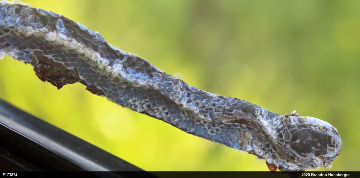 Smooth Greensnake