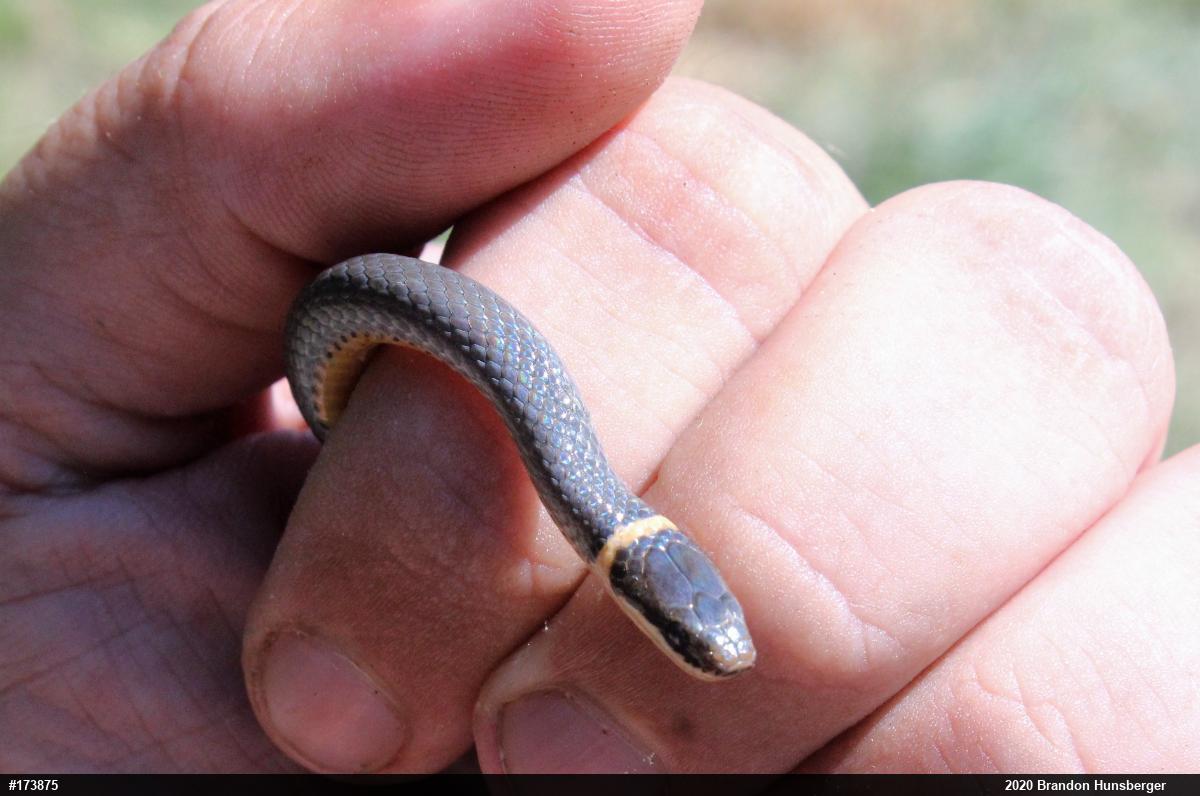 Northern Ring-necked Snake