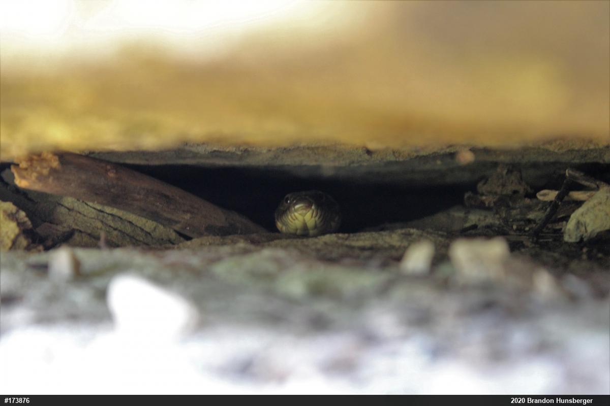 Northern Watersnake