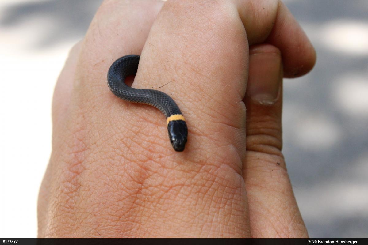 Northern Ring-necked Snake