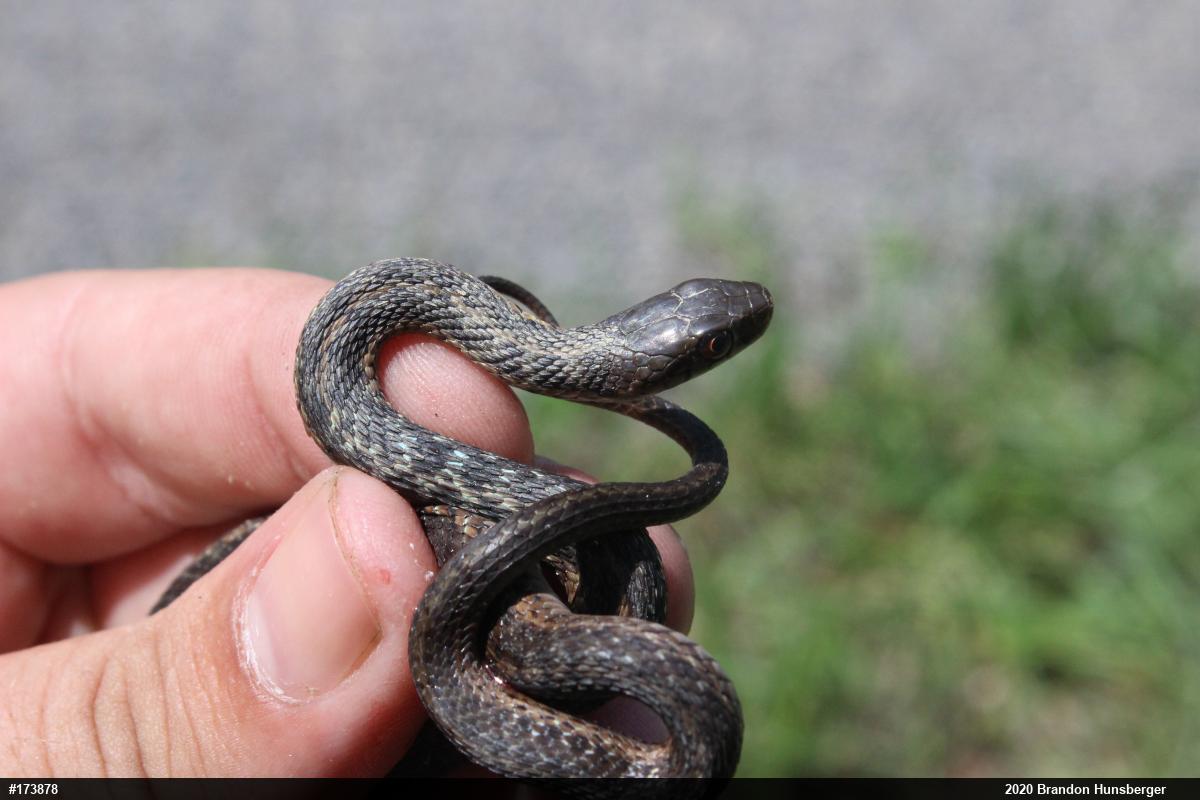 Eastern Gartersnake