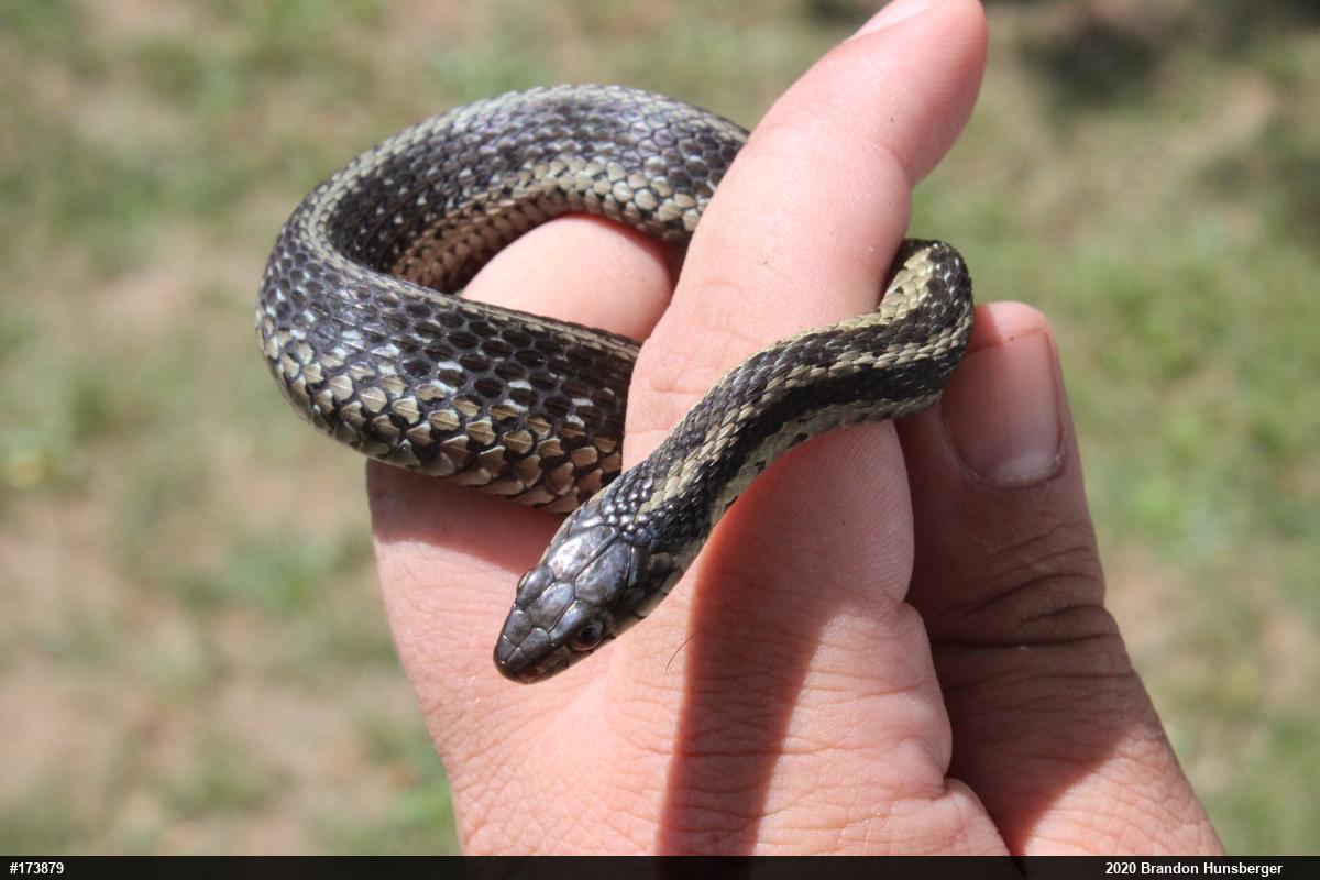 Eastern Gartersnake