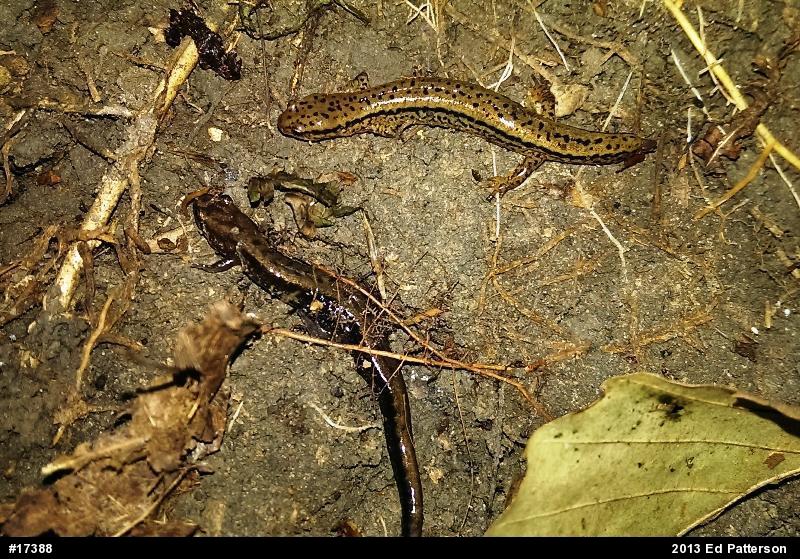 Northern Two-lined Salamander