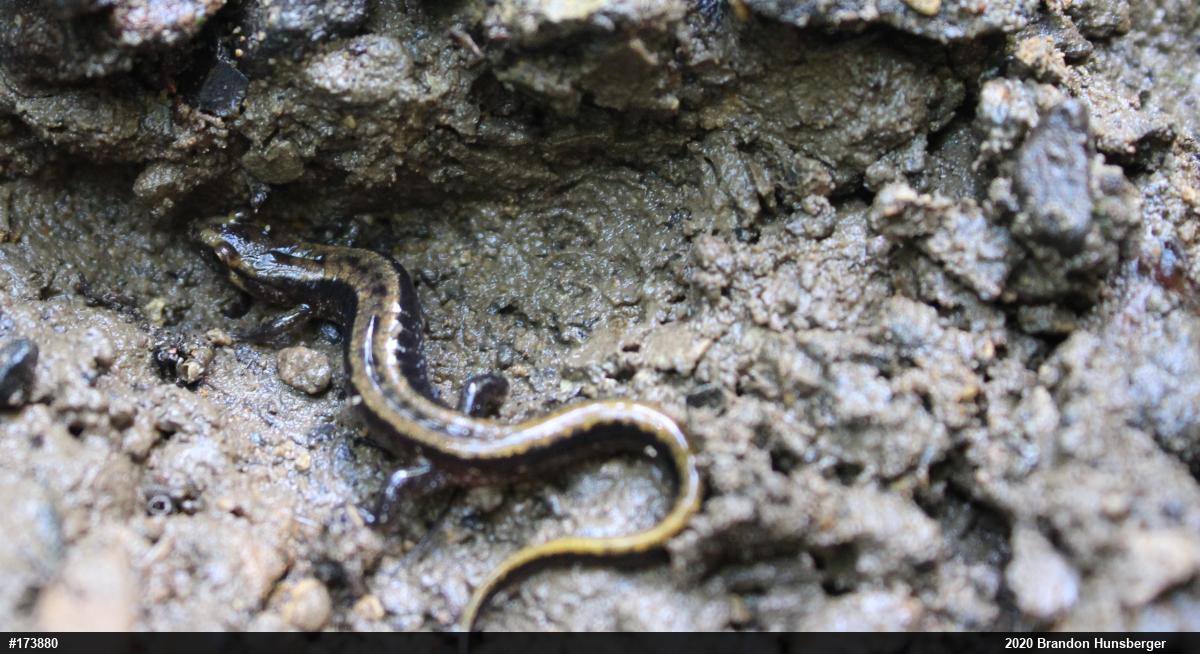 Allegheny Mountain Dusky Salamander