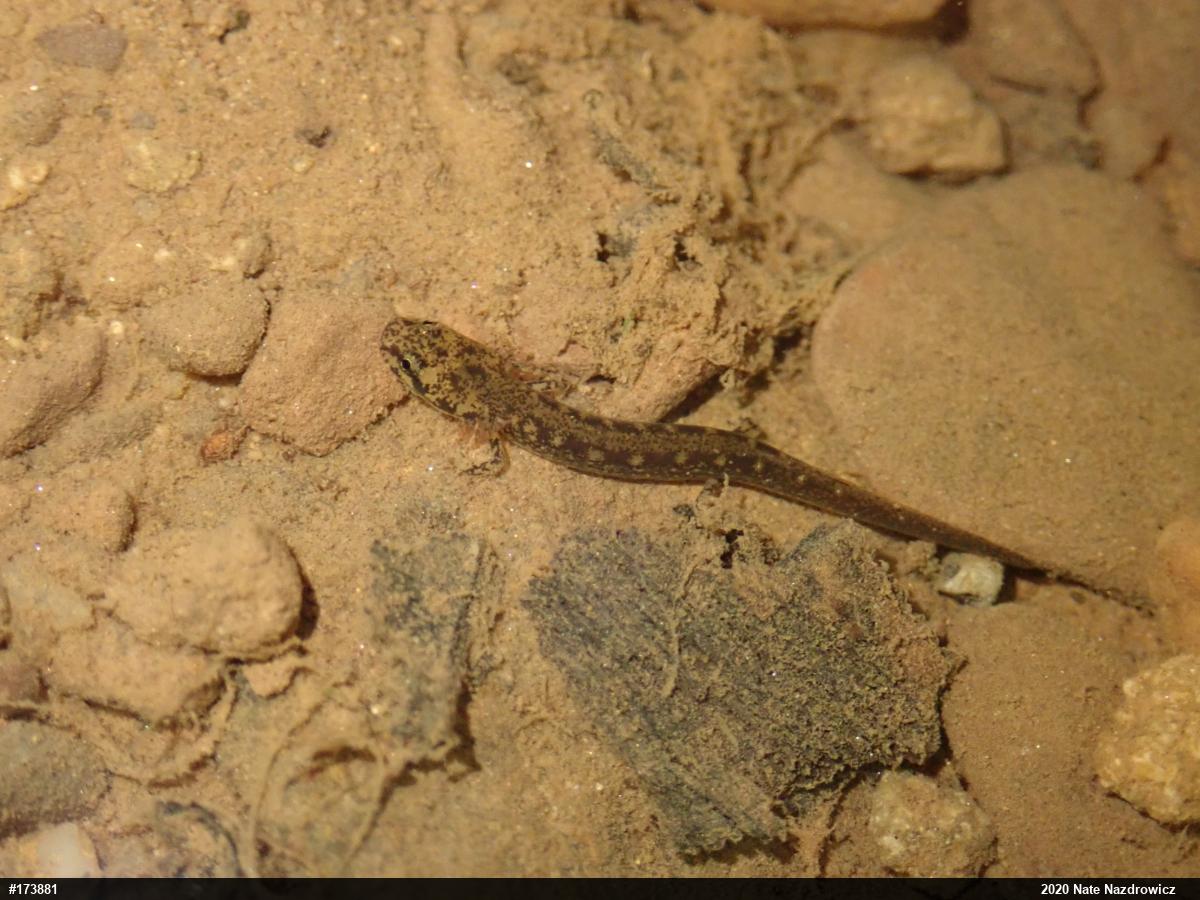Northern Two-lined Salamander