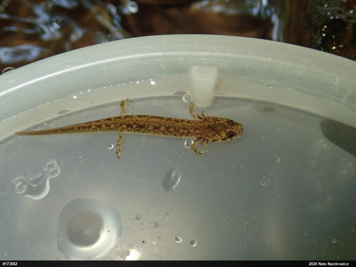 Northern Two-lined Salamander