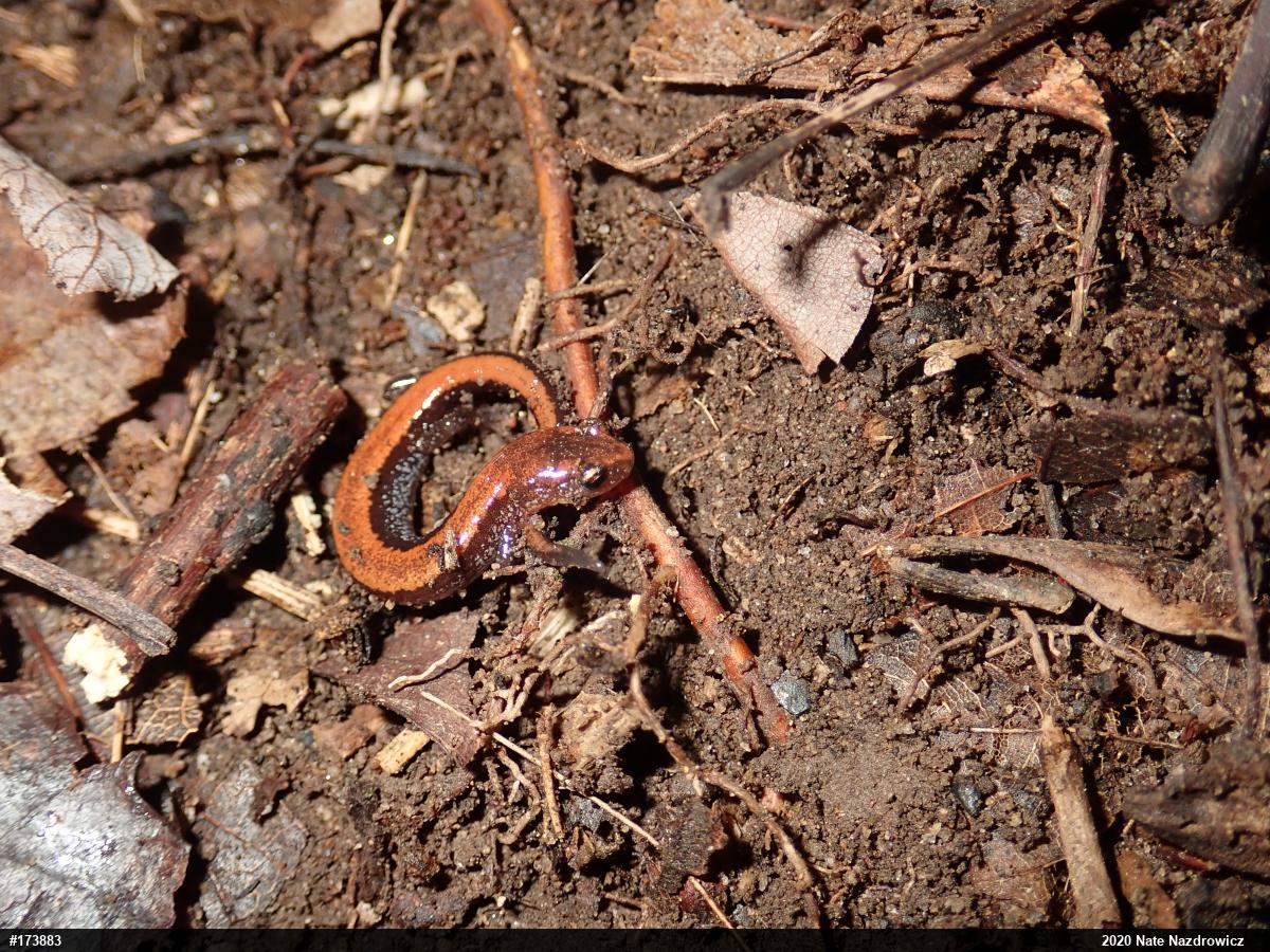 Eastern Red-backed  Salamander