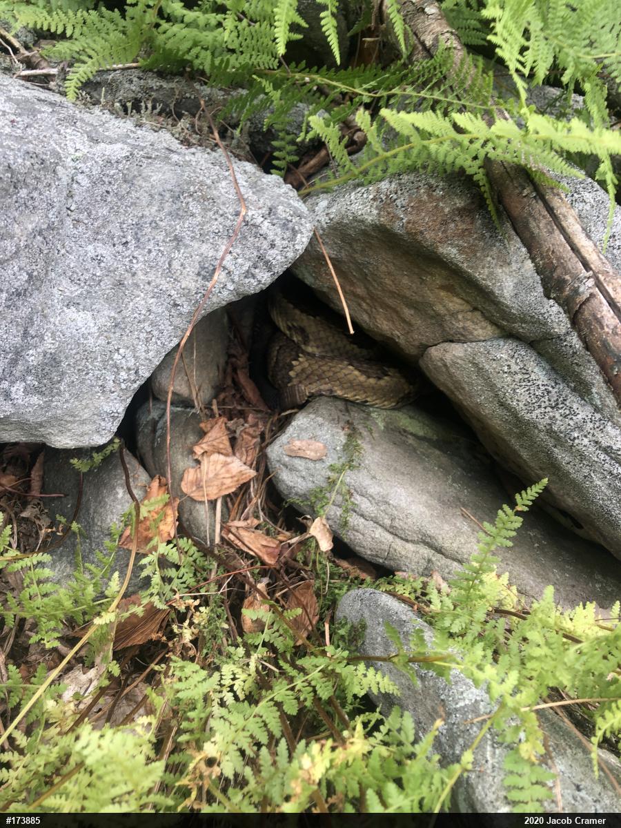 Timber Rattlesnake