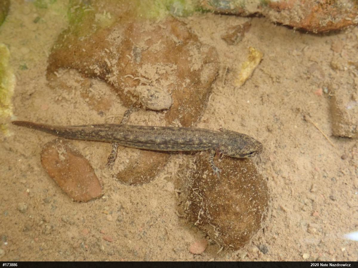 Northern Two-lined Salamander
