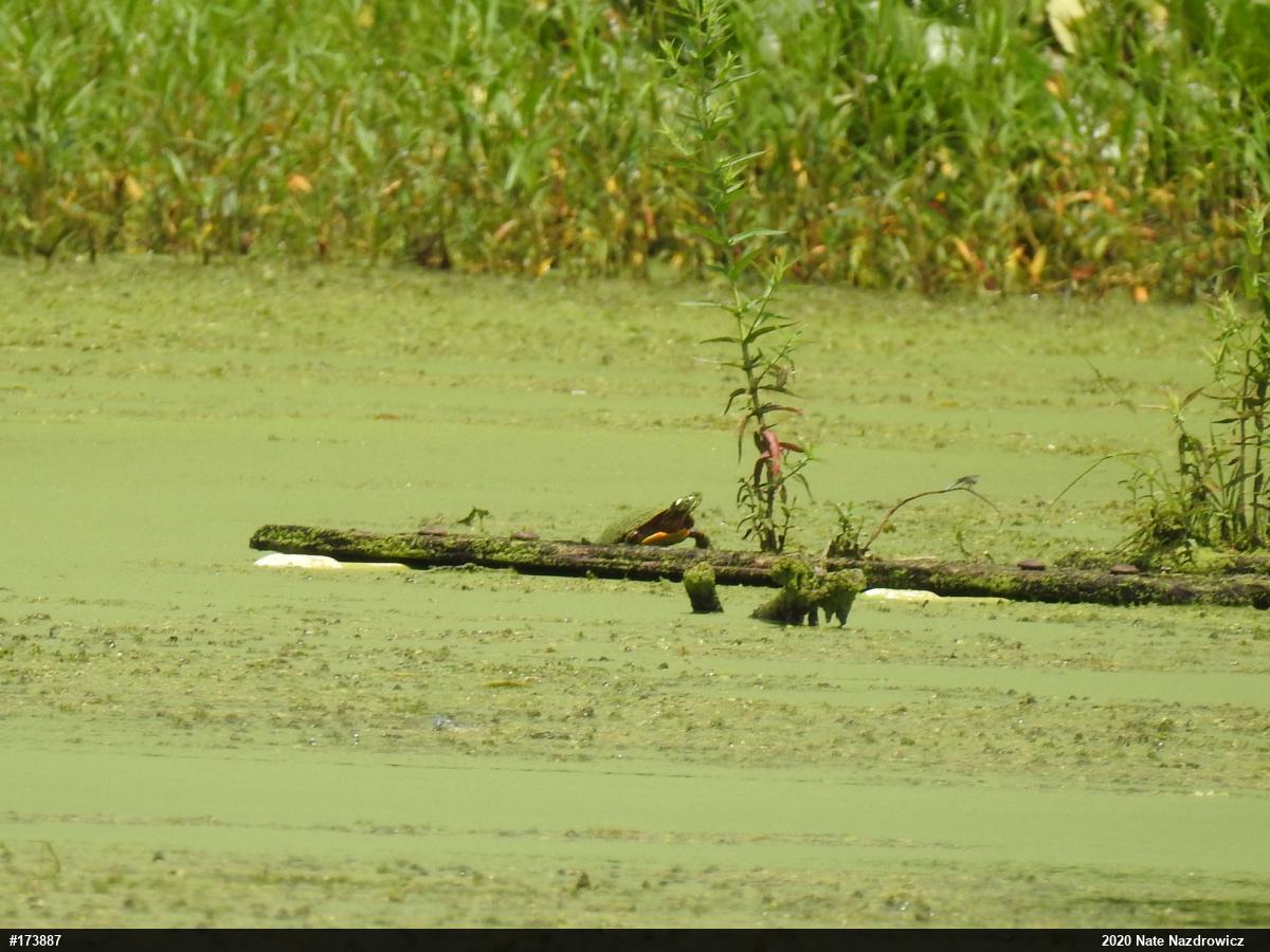Painted Turtle