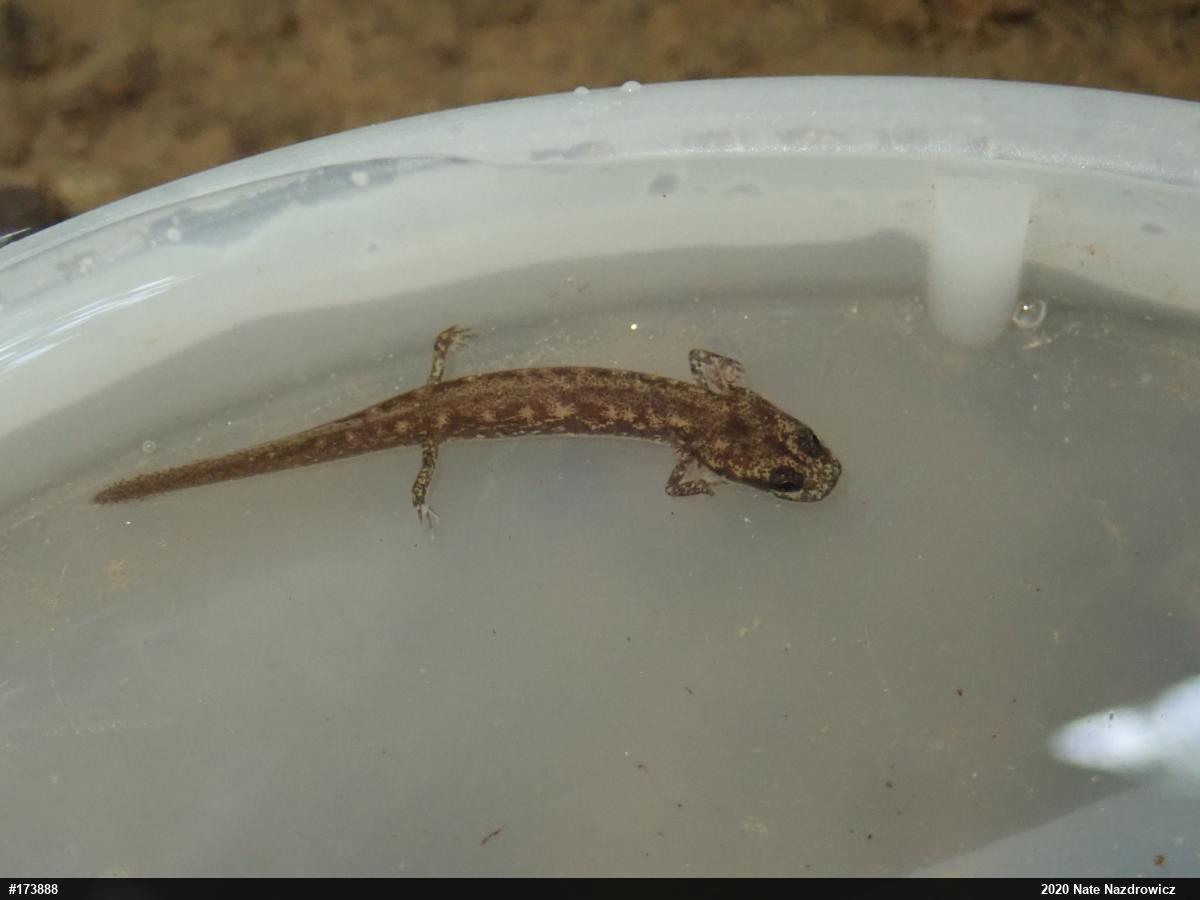 Northern Two-lined Salamander