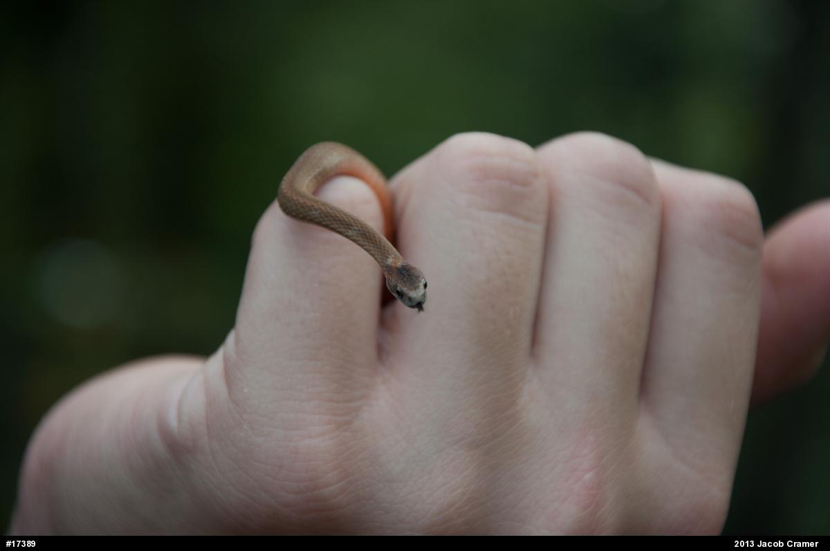 Red-bellied Snake