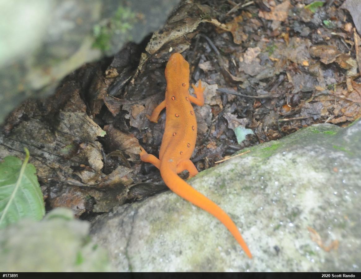 Red-spotted Newt