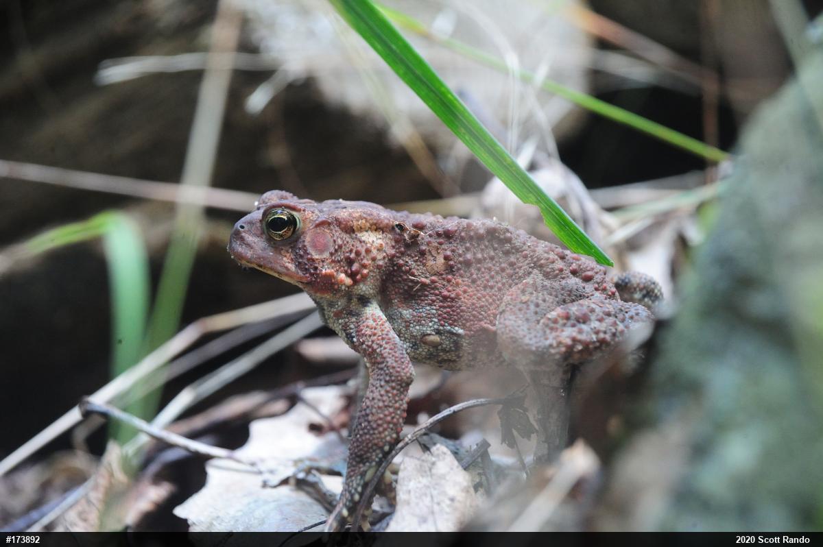 Eastern American Toad