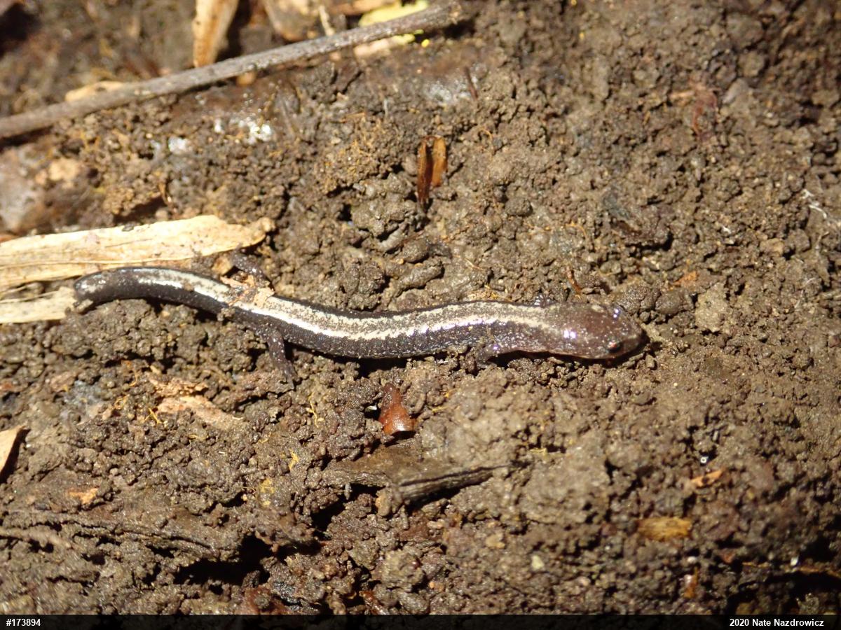 Eastern Red-backed  Salamander