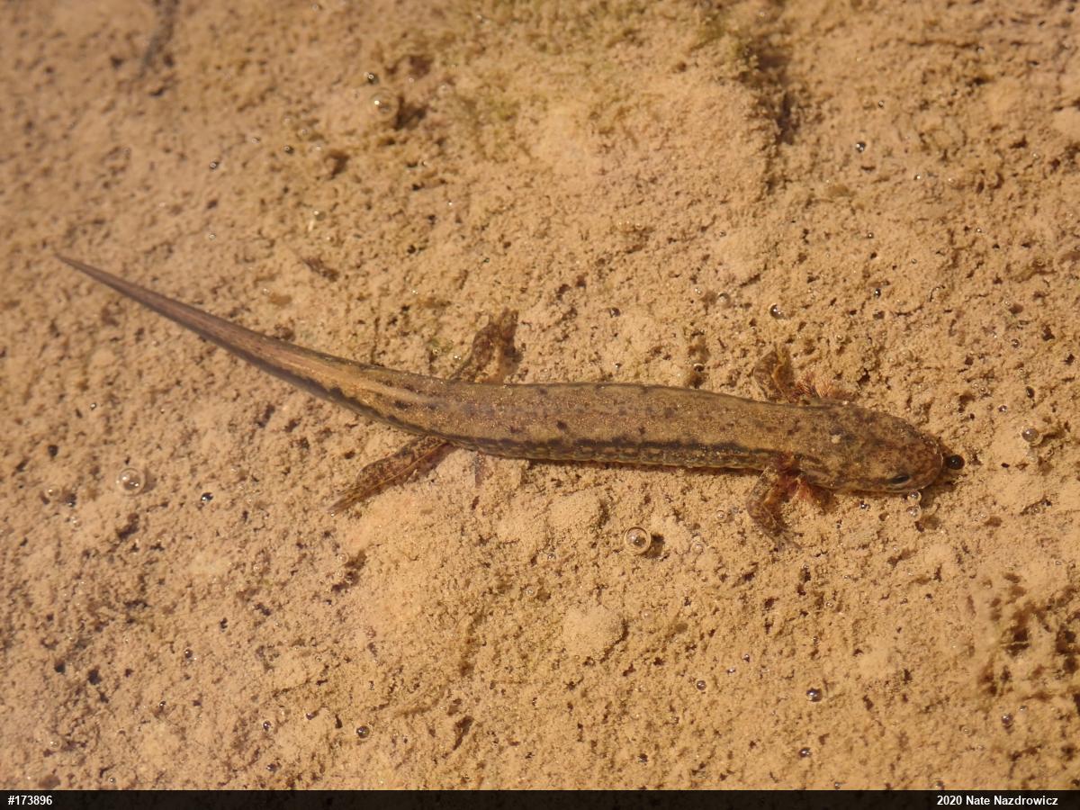 Northern Two-lined Salamander