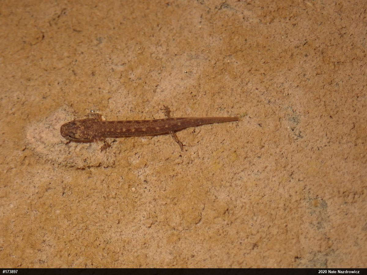 Northern Two-lined Salamander