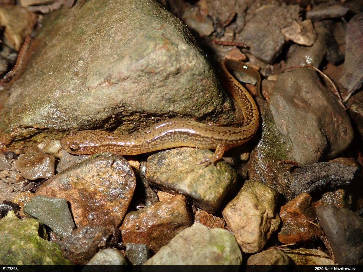 Northern Two-lined Salamander