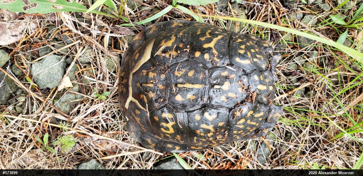 Eastern Box Turtle