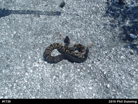 Timber Rattlesnake