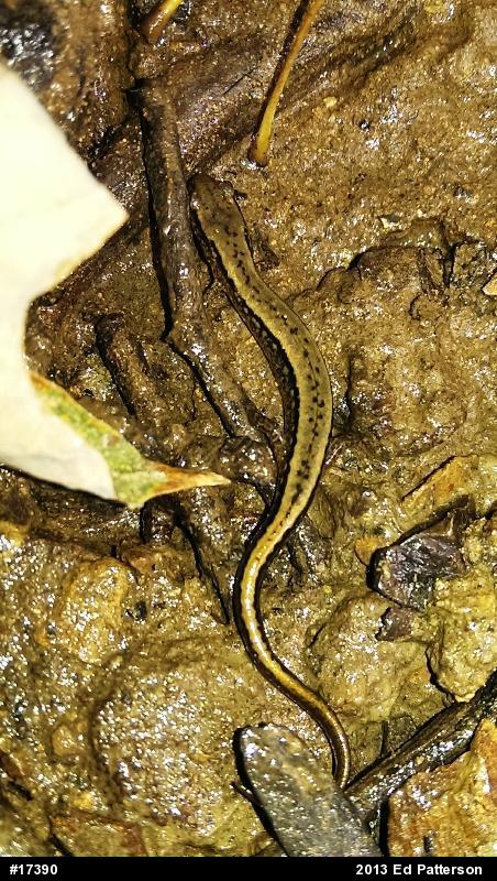Northern Two-lined Salamander