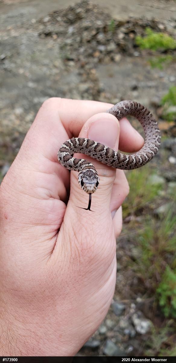 Northern Black Racer