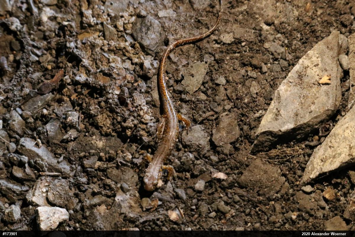 Eastern Long-tailed Salamander