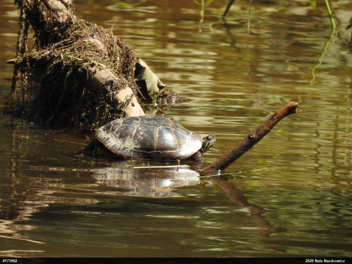 Eastern Painted Turtle