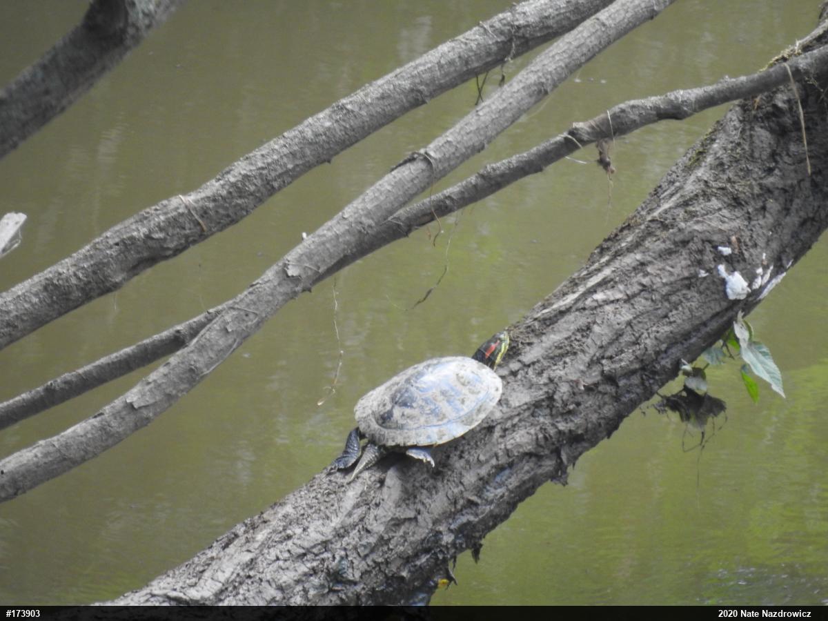 Red-eared Slider