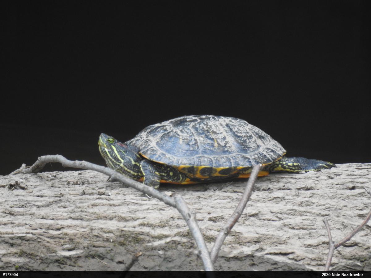 Red-eared Slider