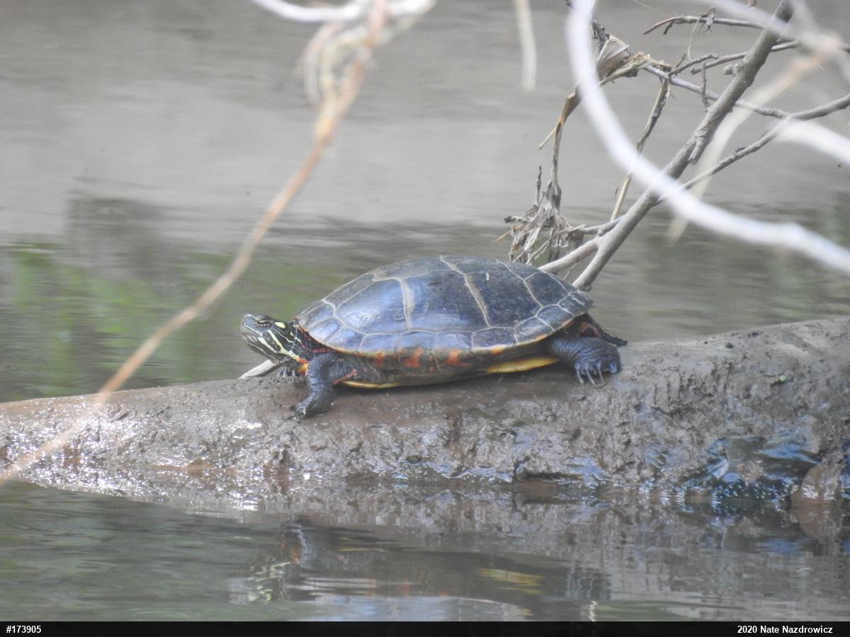 Eastern Painted Turtle