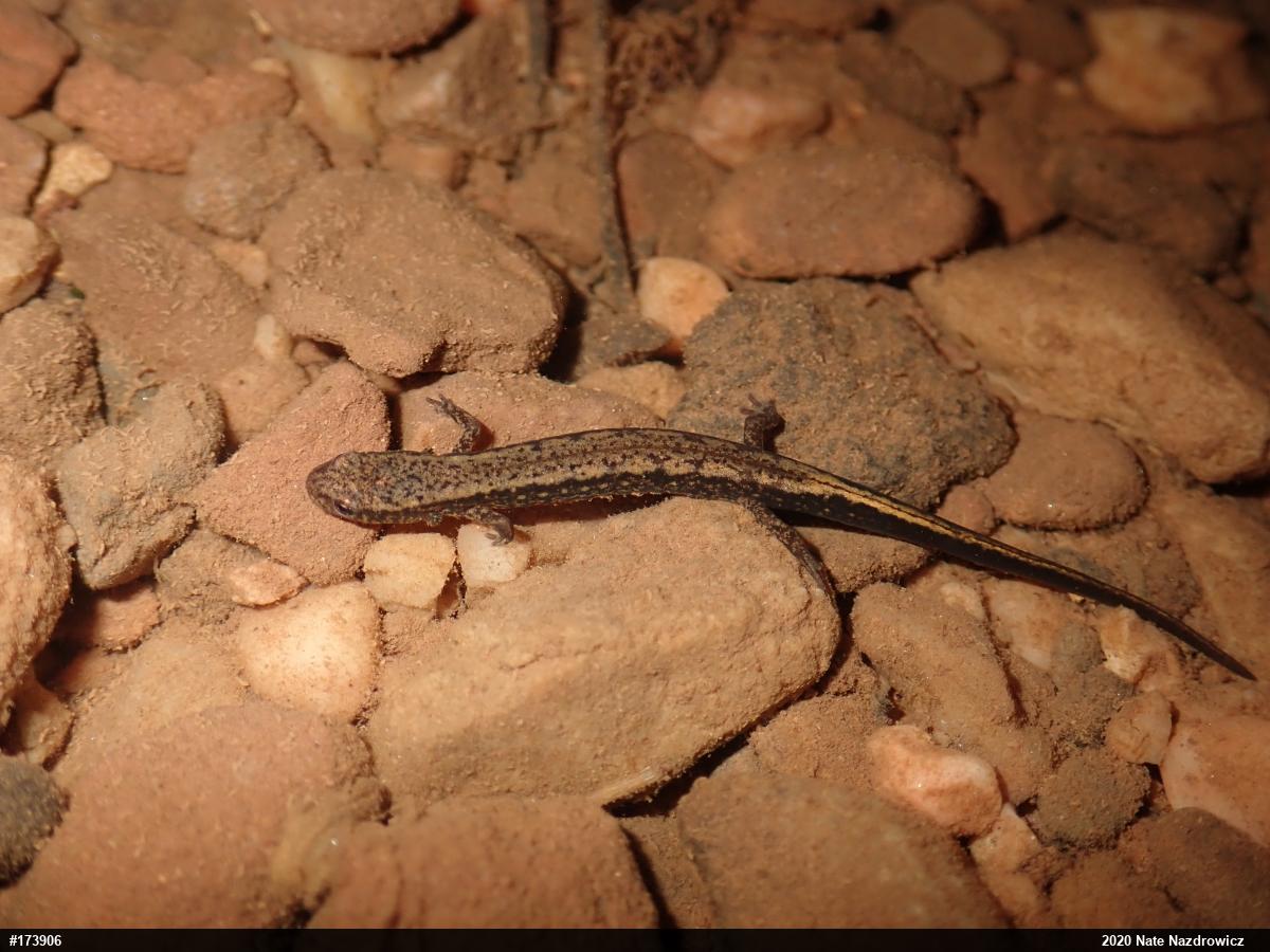 Northern Two-lined Salamander