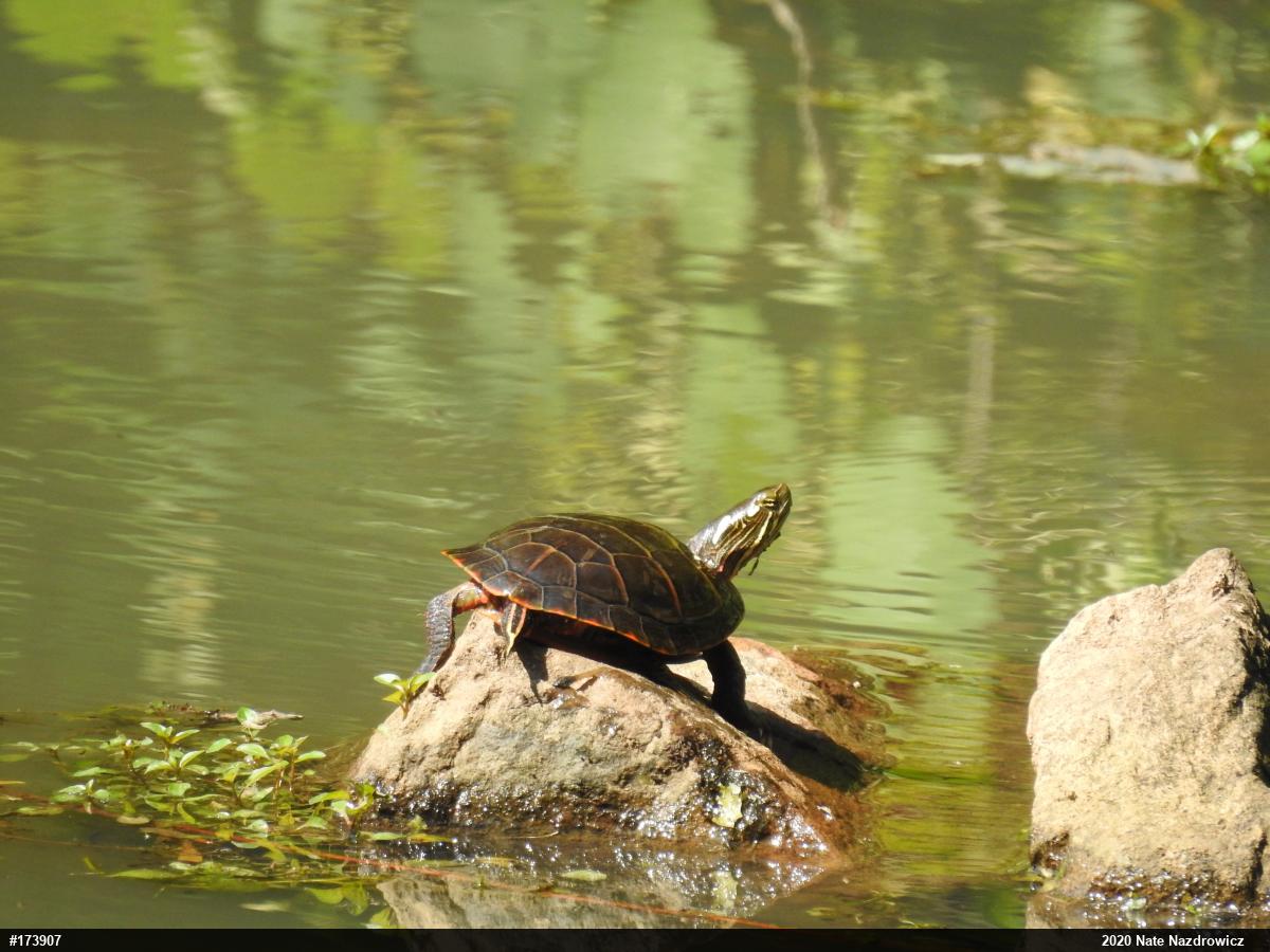Eastern Painted Turtle