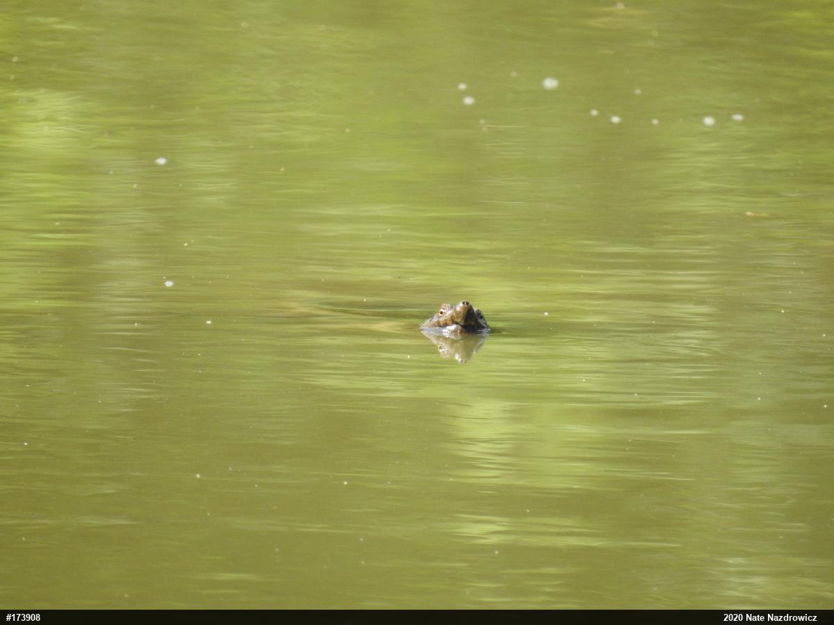 Snapping Turtle