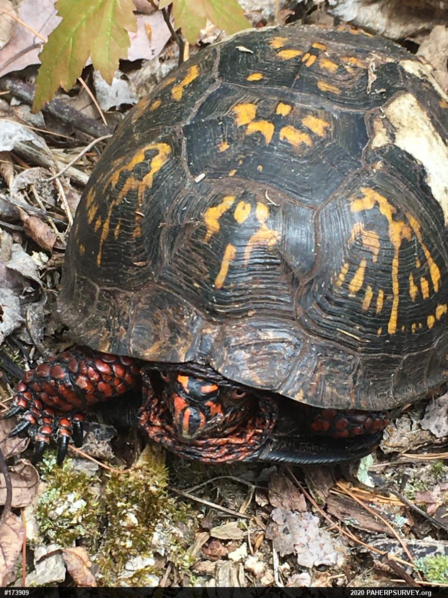 Eastern Box Turtle