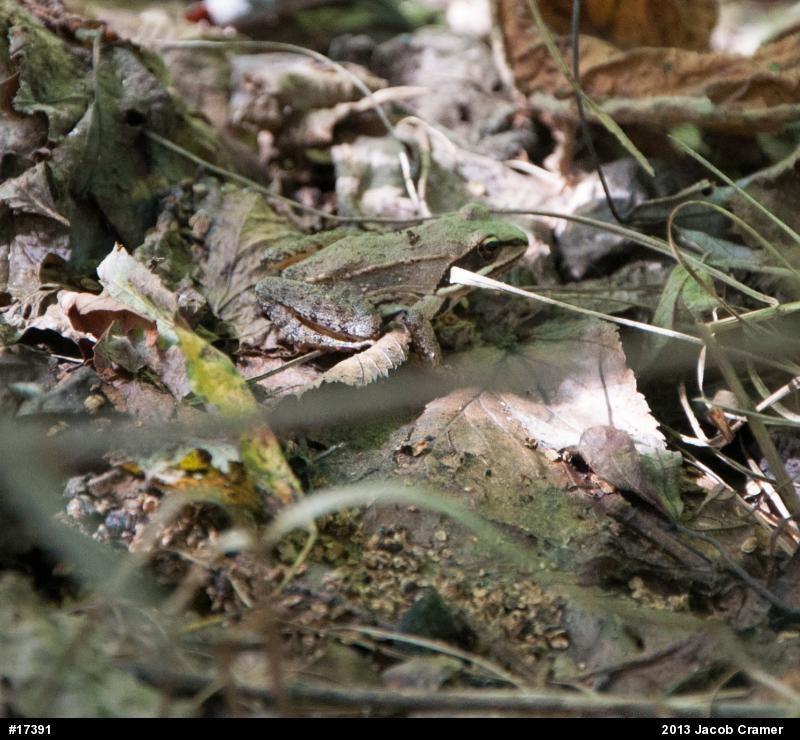Wood Frog