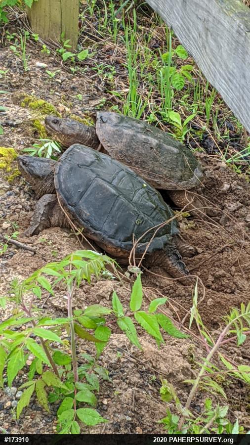 Snapping Turtle