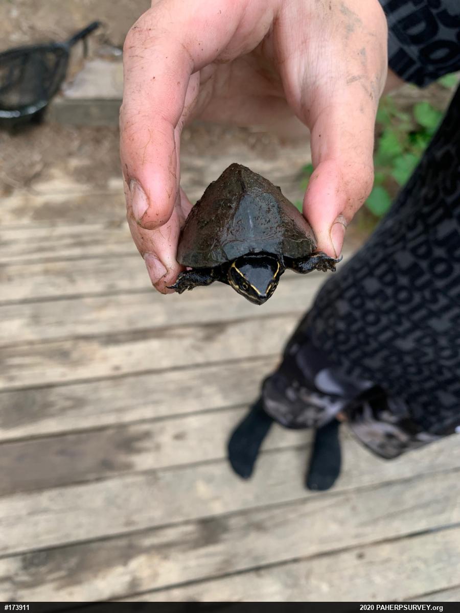 Eastern Musk Turtle