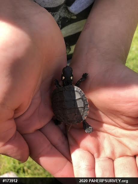 Eastern Painted Turtle