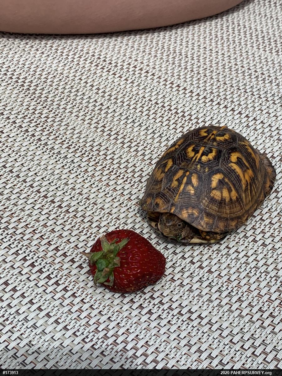 Eastern Box Turtle