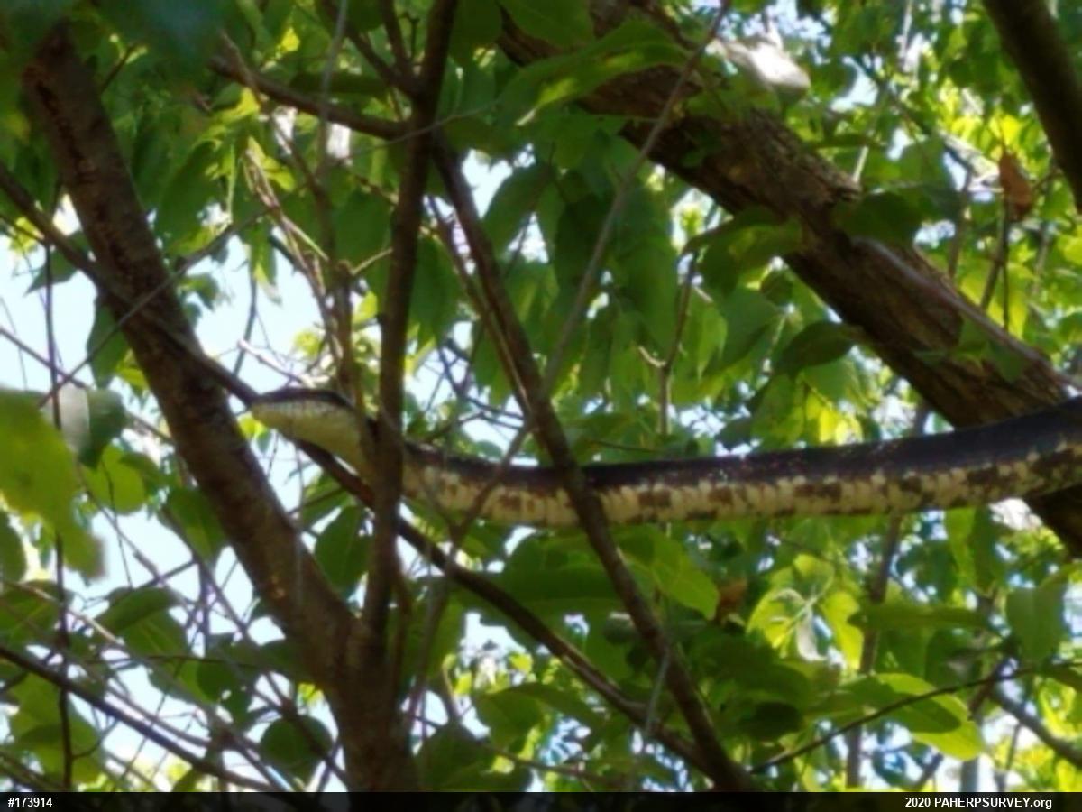 Eastern Ratsnake